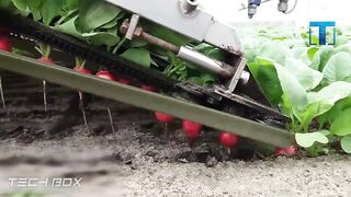 Бананы - Как Это Устроено_!