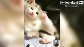 Прикольные видео приколы с кошками и котами