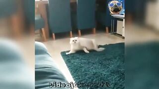 Прикольные видео с котами и кошками 2