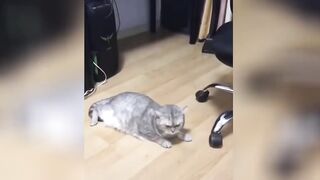 Прикольное видео с животными