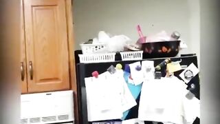 Подборка самых смешных видео с котами со всего интернета