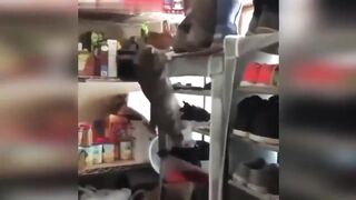 Смешные видео с собаками и кошками