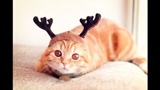 Приколы с котами серия "Кот из Банки, смешное видео с озвучкой