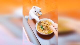 Смешная подборка видео приколов с котами и кошками