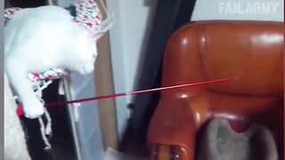 Подборка самых смешных видео с котами