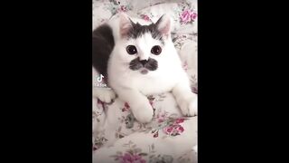 Приколы с животными!