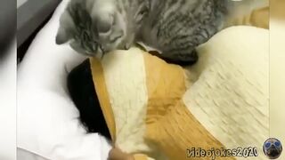 Интересная подборка видео с котами и собаками
