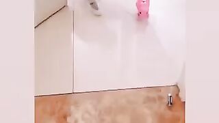 Смешные видео с котами и кошками