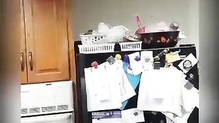 Лучшие приколы с котами)