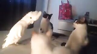 Попугай разговаривает с котами