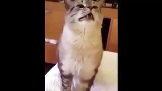 Наши любимые питомцы