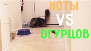 Приколы с котами 2
