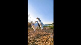 Приколы с животными! Смешные коты и кошки. 2