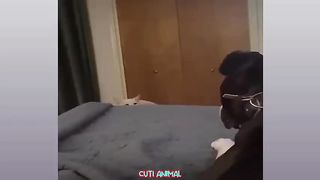 Funny_Dog_And_Cat_????????????_Funniest_Animals_#177(480p).