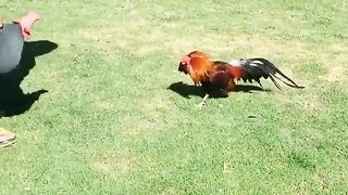 Pet cock preparing for fight and bets