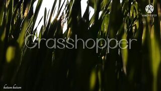 Baby grasshopper with his mother। Grasshopper