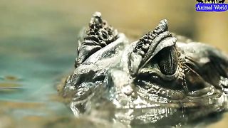 Most Dangerous Carnivorous Plants in the World New Video 2023