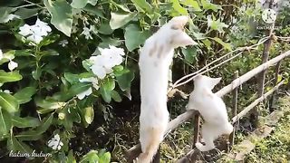 Cute baby // Two baby cats are playing #cat #funnyvideo #baby