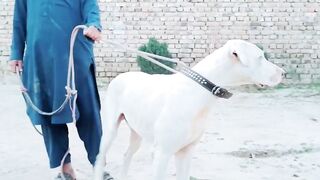 My beautiful dog