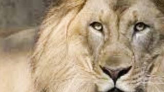 featues of king lion
