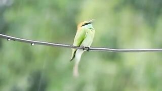 Natural green bird
