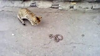 Funny video Cat and Snale
