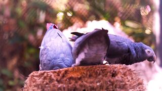 "The Wonders of Nature: Exploring the Beauty of Strange Birds"