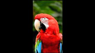 beauty bird