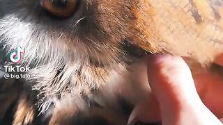 Cute Owl