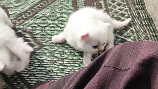 Kitten's