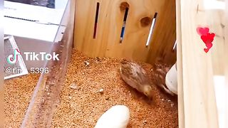 Quails
