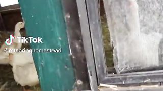 Ducks