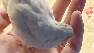 Chicks