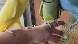 Beautiful ringneck talkers ????????????