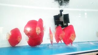 Ikan discus