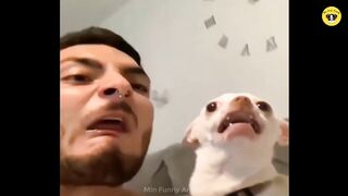 Try Not to Laugh Challenge - Funny Dog And Cat #04