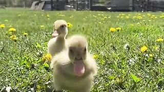 Duckling Video|Aesthetic video