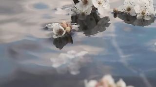 Flowers Aesthetic video|Peaceful