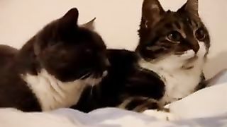 Two talking cats