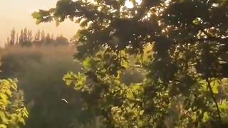 Sunset aesthetic video |Nature|Environment