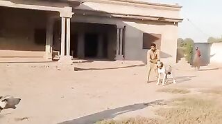 Dog fight a great fight