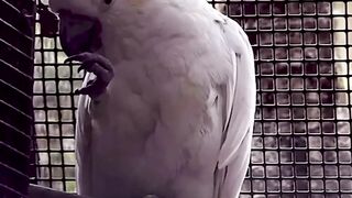 Beautiful Birds #shorts  #yshorts  #nature