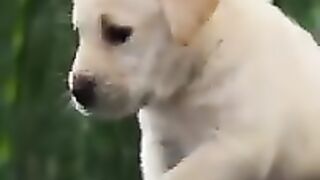 Cute dog