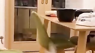 Try Not To Laugh Challenge