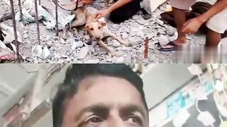 A dog stuck in building iron rod