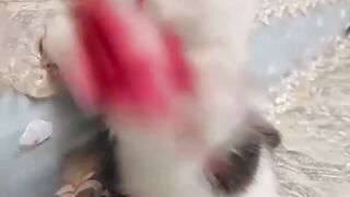 Beautiful cat ????????