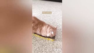 Cat what do