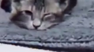 Chotu the kitten