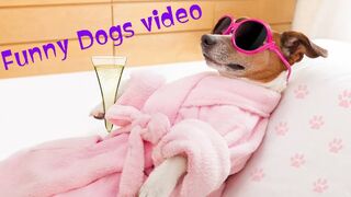 Beautiful Dog video, Funny Dogs video