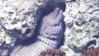 World strange animals